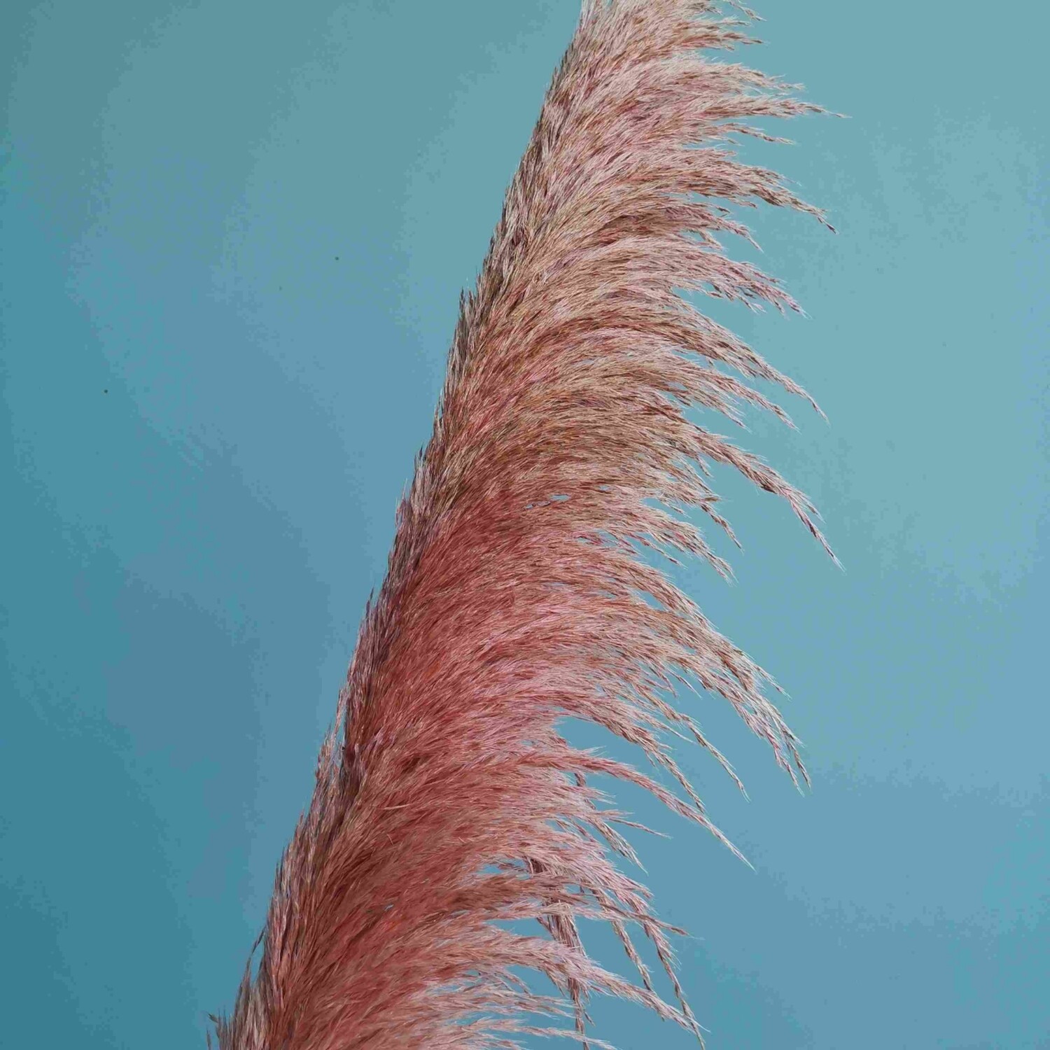 ​Cortaderia pink fluffy