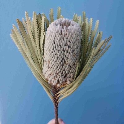 Banksia dried light pink