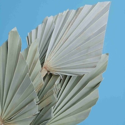 Palm leafs natural dried spear