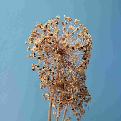 ​Allium natural dried