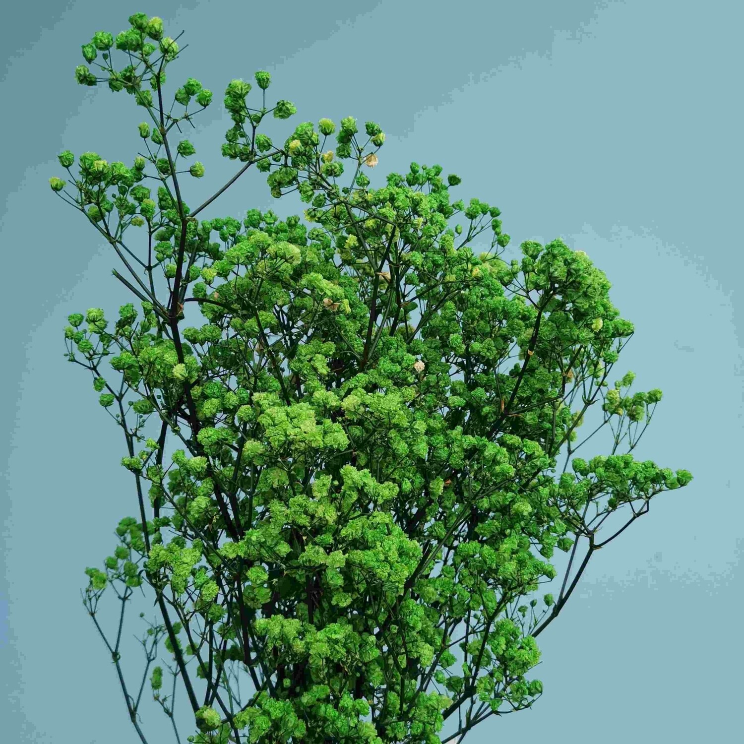 Gypsophila green stabilized