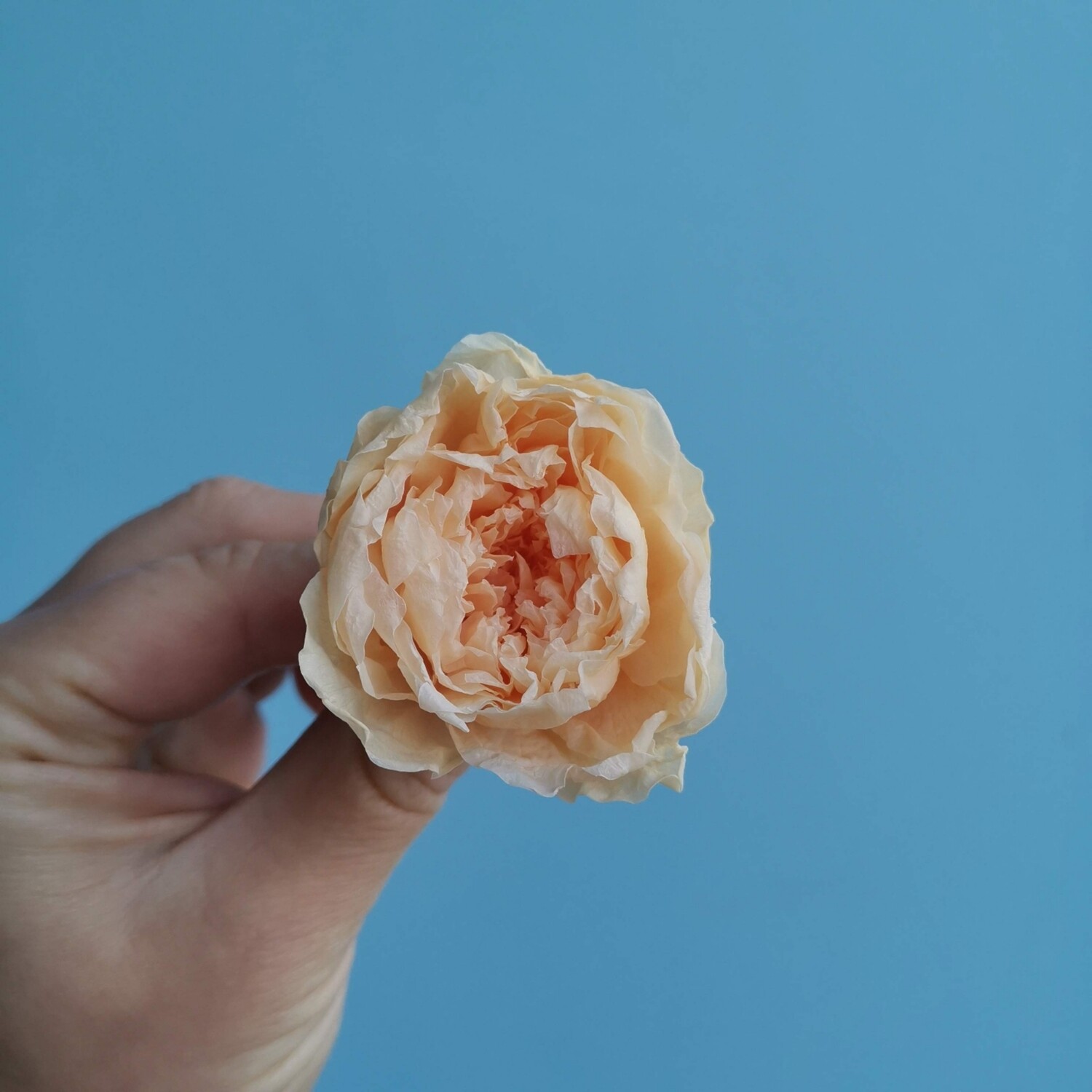 Роза персиковая 3-3,5см пионовидная стабилизированная