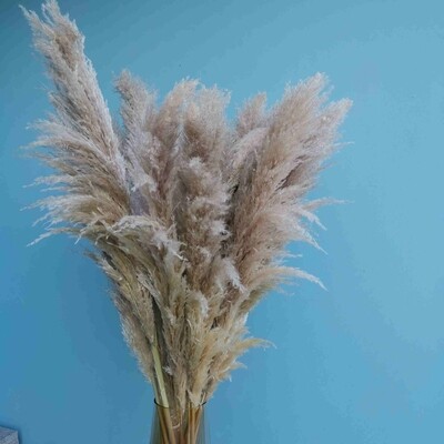 Cortaderia wheat color
