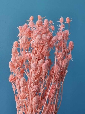 Eryngium soft pink stabilized