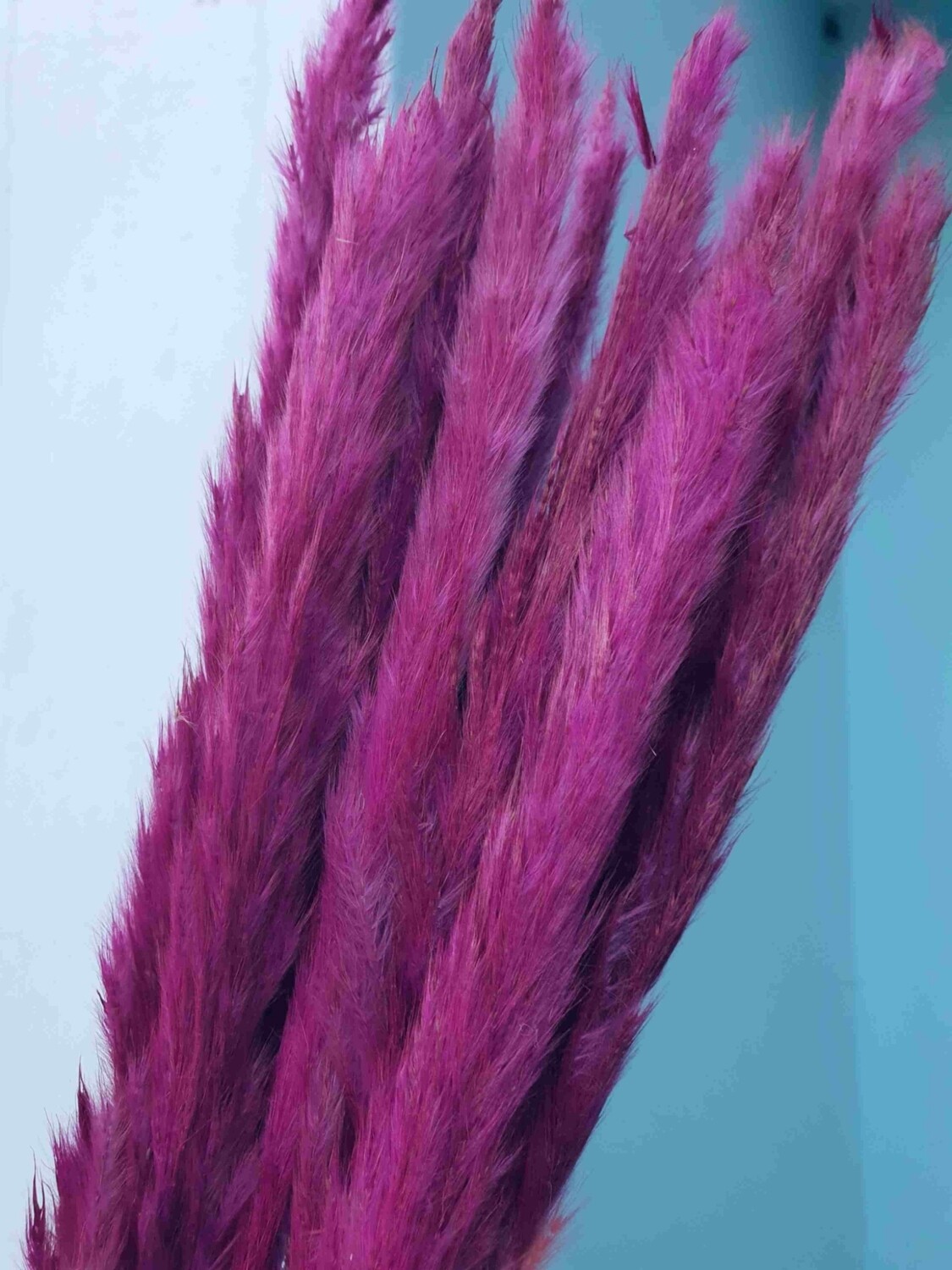 Пампасная трава мини фиолетовая