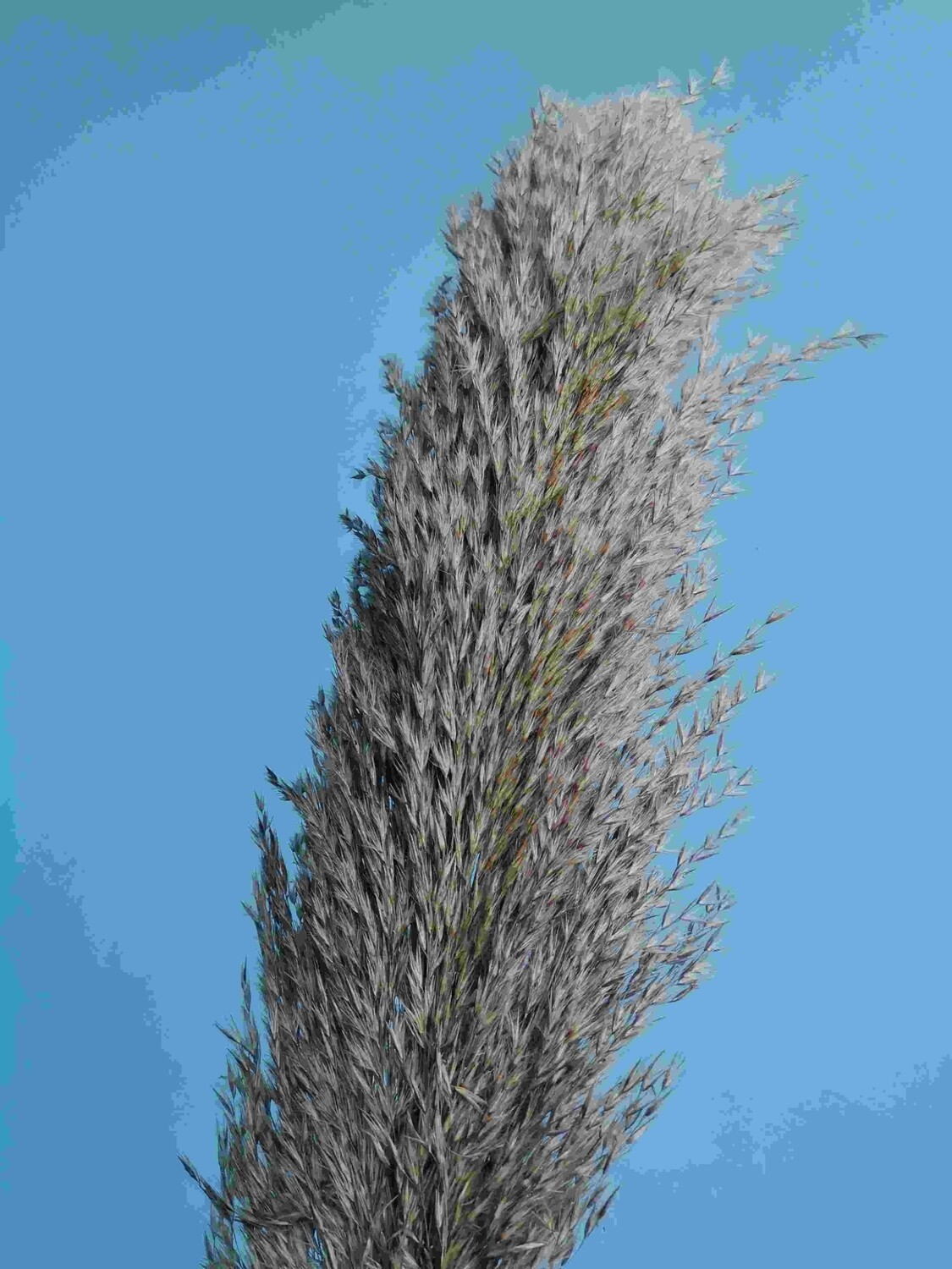 Тростник натуральный ветка