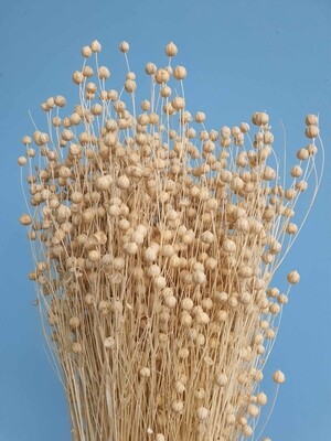 Лен пшеничный сухоцвет