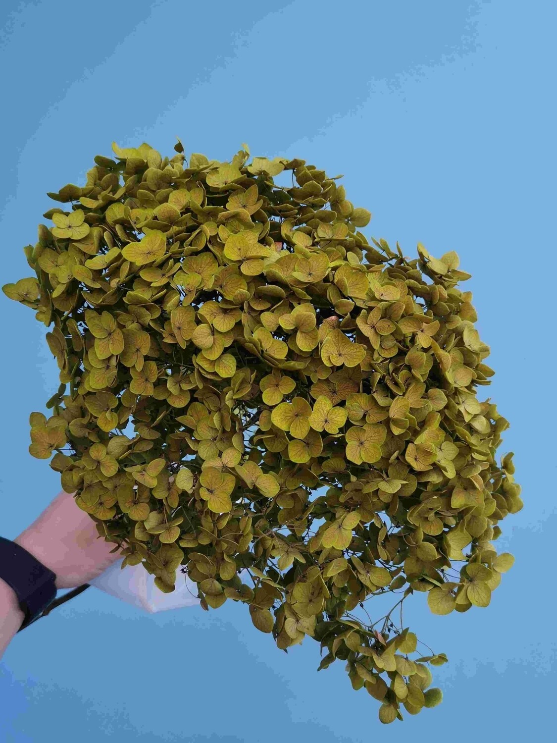 Hydrangea green stabilized