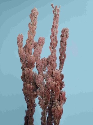Еловое стабилизированное растение красное 