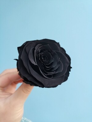 Роза черная 6,5-7см  стабилизированная neon black