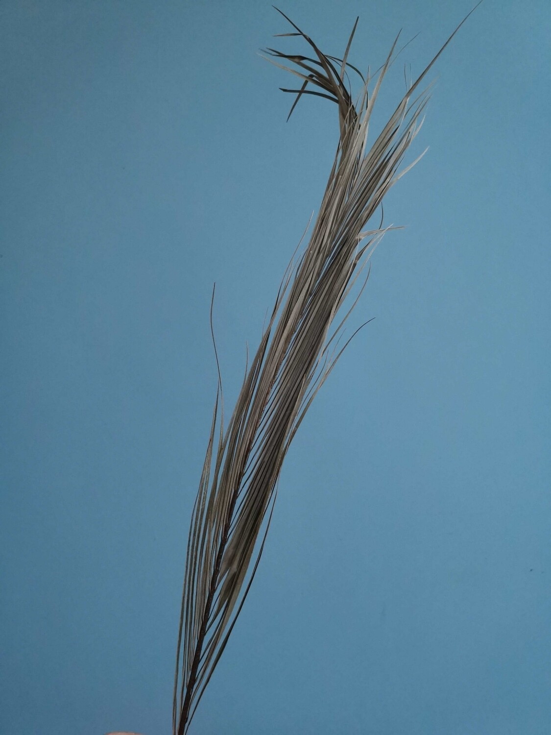 Лист пальмы вытянутый натуральный малый 