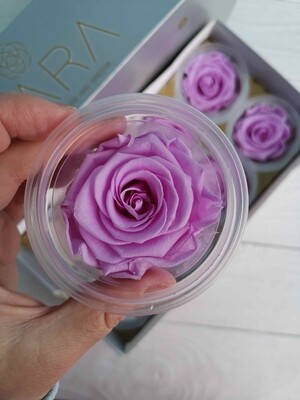 Роза лиловая 4-5см стабилизированная Lilac