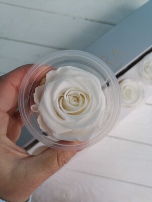 Stabilized rose bud 6cm white