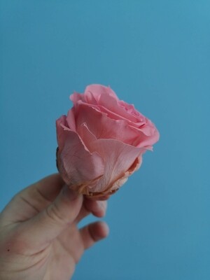 Роза розовая 6-7см стабилизированная