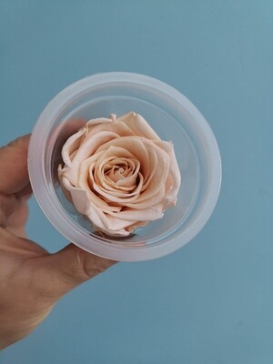 Роза персик светлый 4-5см стабилизированная 