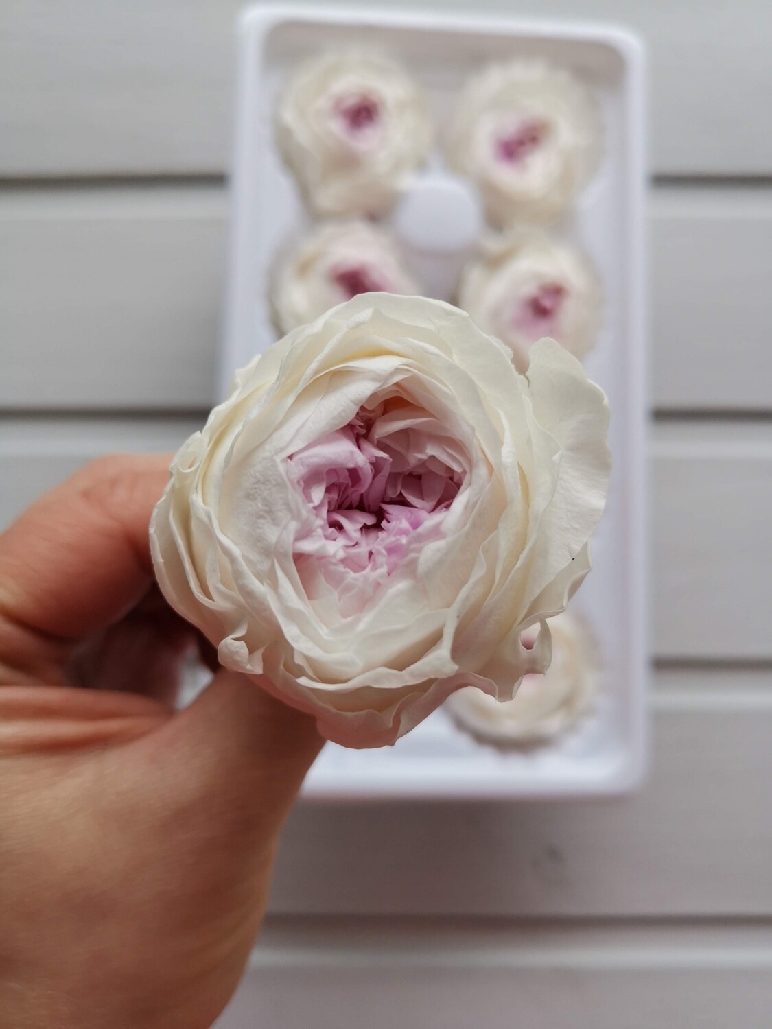 Роза белая с сиреневой серединкой  пионовидная 4,5-5см стабилизированная