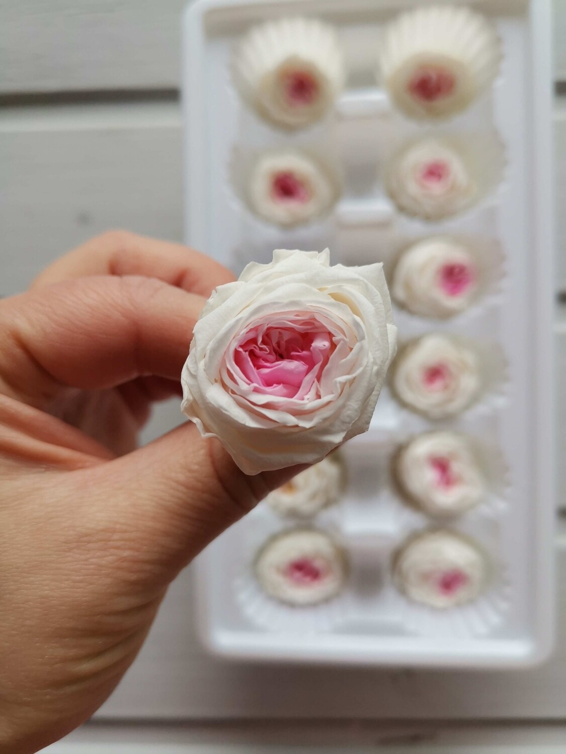 Роза белая с розовой серединкой пионовидная 2,5-3см стабилизированная
