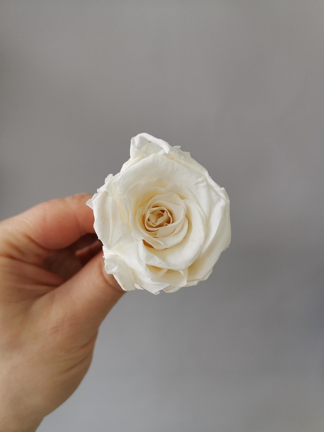 Роза белая 3,5см стабилизированная 