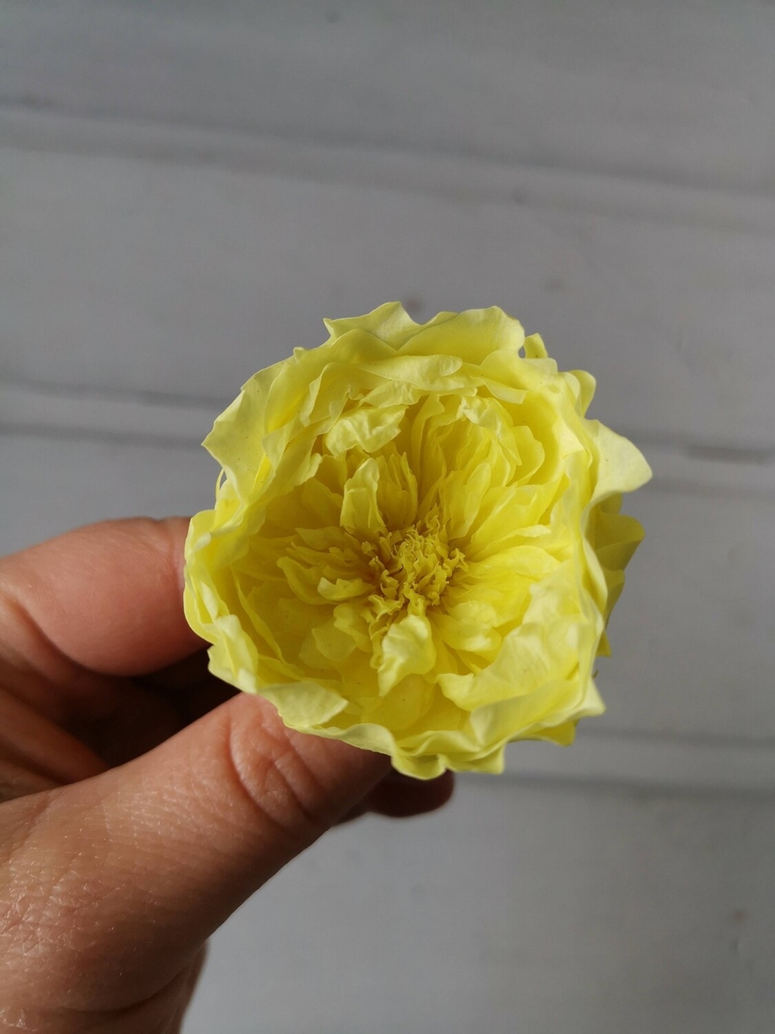 Роза желтая 3,5см пионовидная стабилизированная 