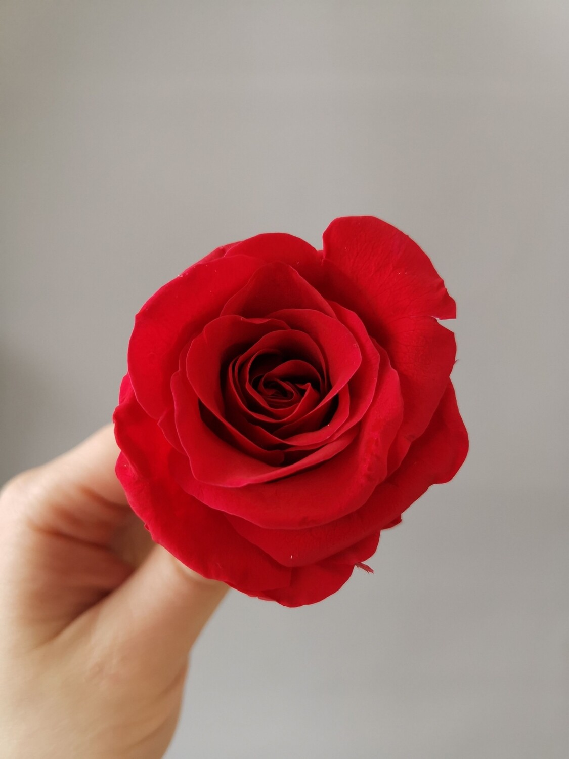 Роза красная 4-5см стабилизированная