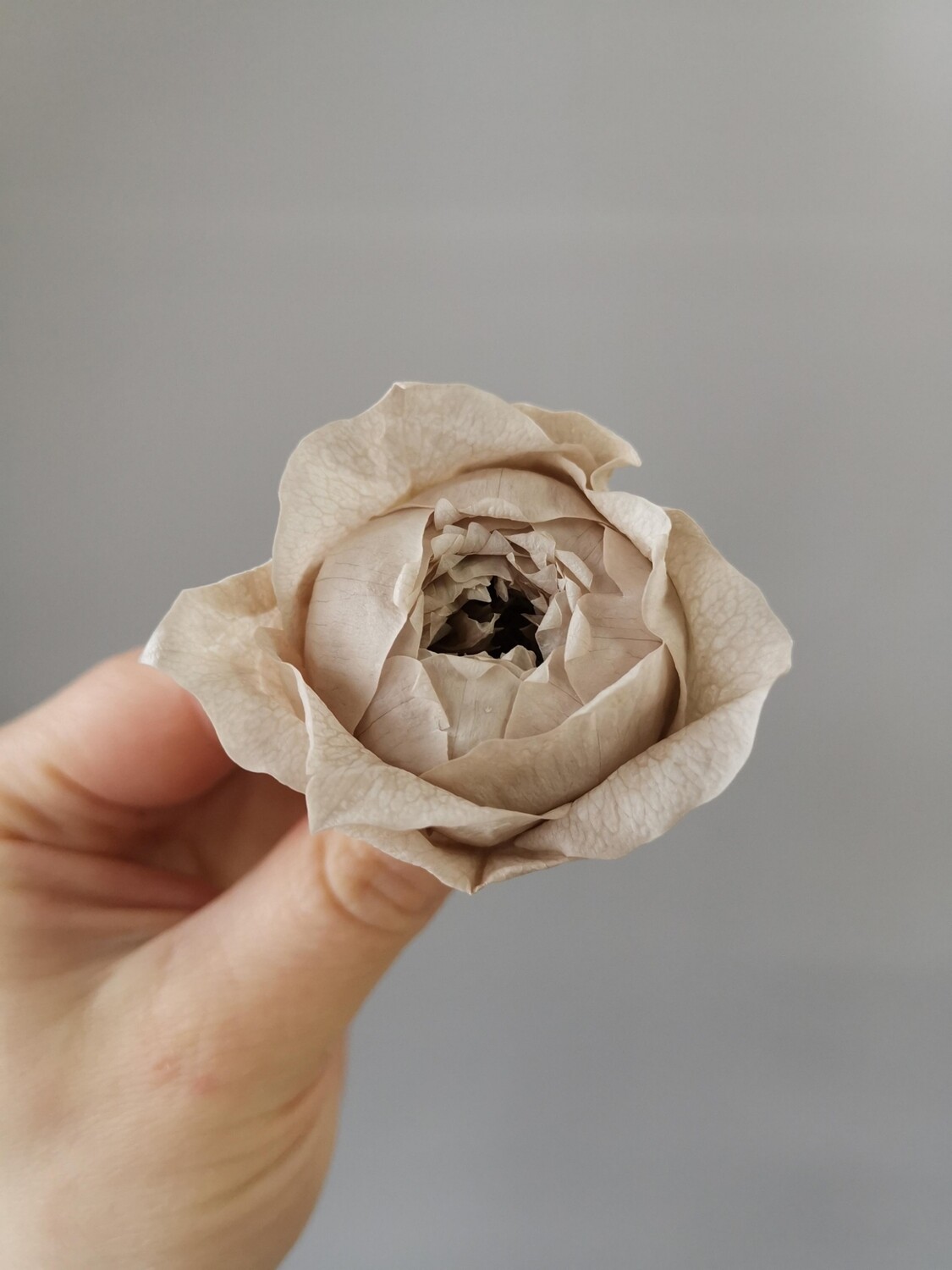 Роза мокко 3-3,5см пионовидная стабилизированная