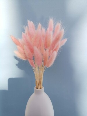 ​Lagurus soft pink dried
