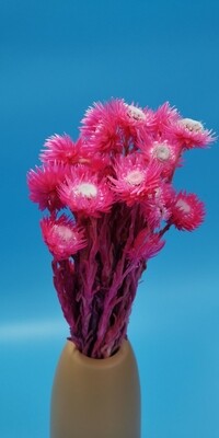 Helichrysum bright pink