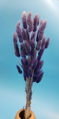 Лагурус фиолетовый