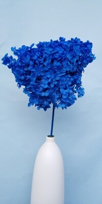 Hydrangea stabilized blue