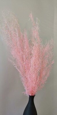 Stablized Asparagus Pink