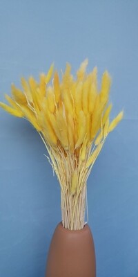 ​Lagurus yellow dried