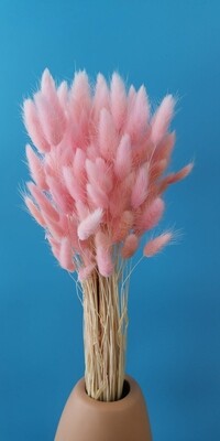 ​Lagurus pink dried
