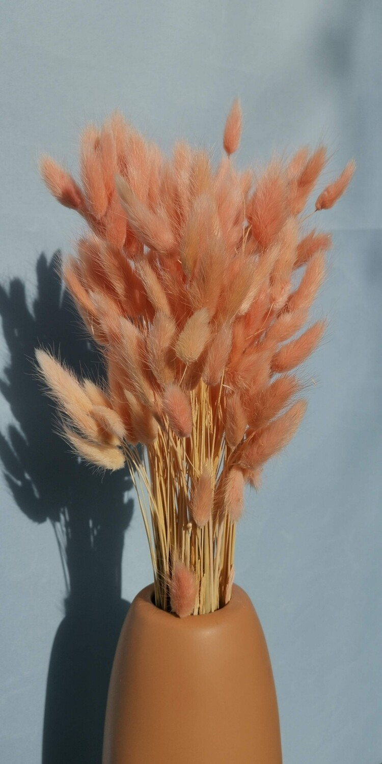 ​Lagurus pink-peach dried