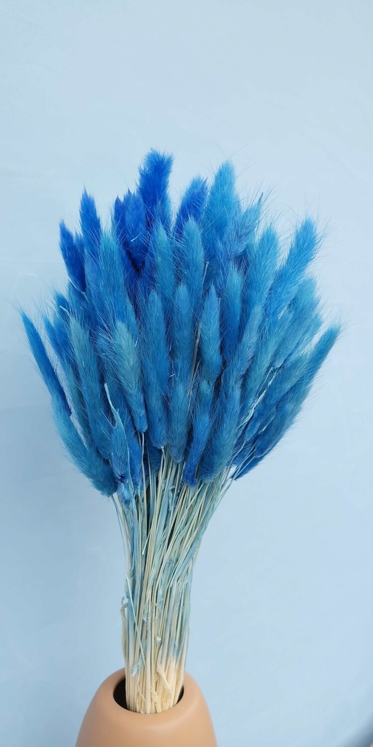 ​Lagurus blue dried