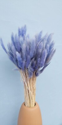 Lagurus blue light dried