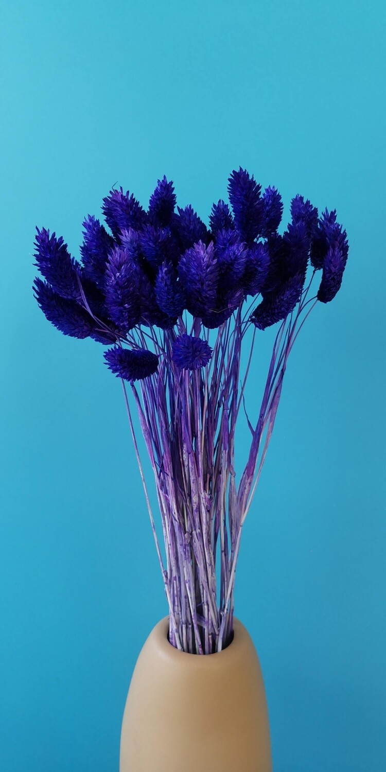 Фалярис фиолетовый