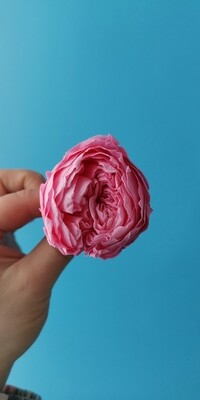 Роза розовая 4-5см пионовидная стабилизированная