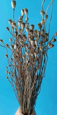 Natural dried poppy
