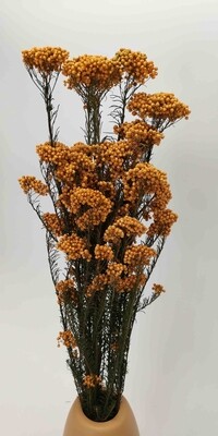 Ozotamnus or stabilized orange rice flower