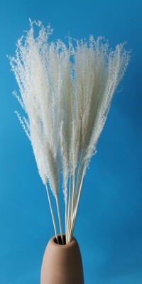 ​Miscanthus white dried