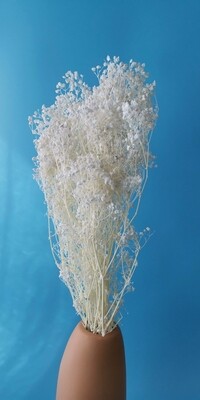 ​Gypsophila white  stabilized