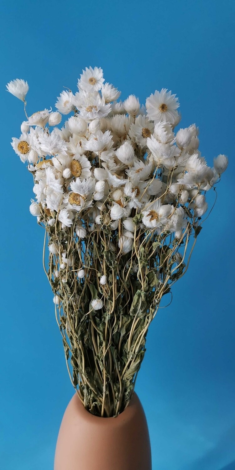 ​Rodante dried flowers natural white