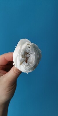 Роза белая с голубой серединой 4см пионовидная стабилизированная