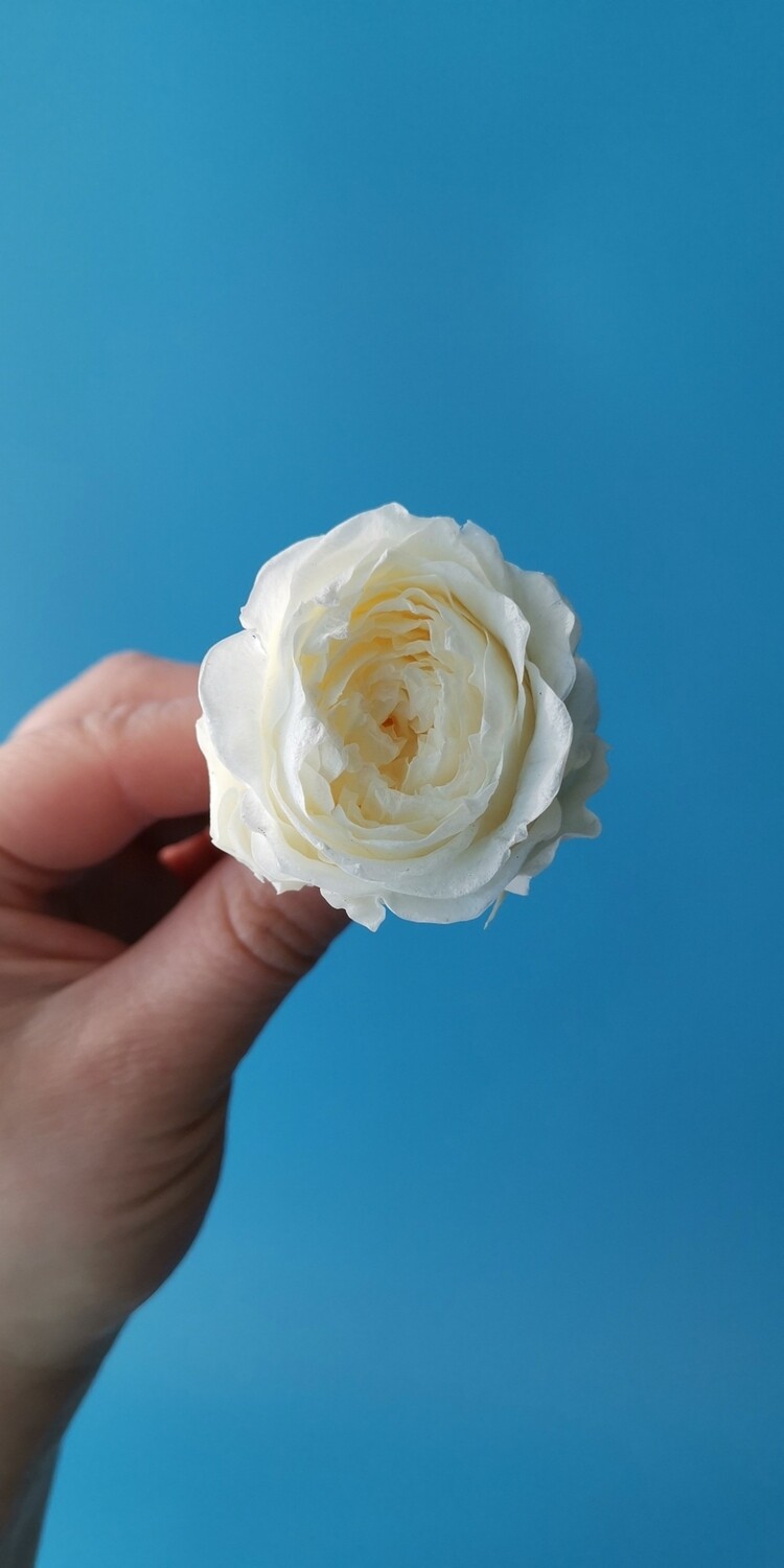 Роза белая 3,5-4см пионовидная стабилизированная