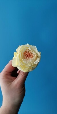 Роза желтая с оранжевой серединой пионовидная 5см