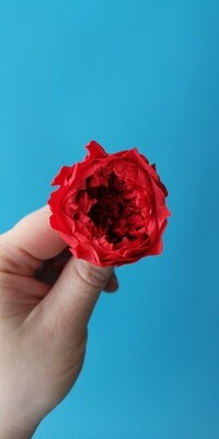 Роза красная 4см пионовидная стабилизированная