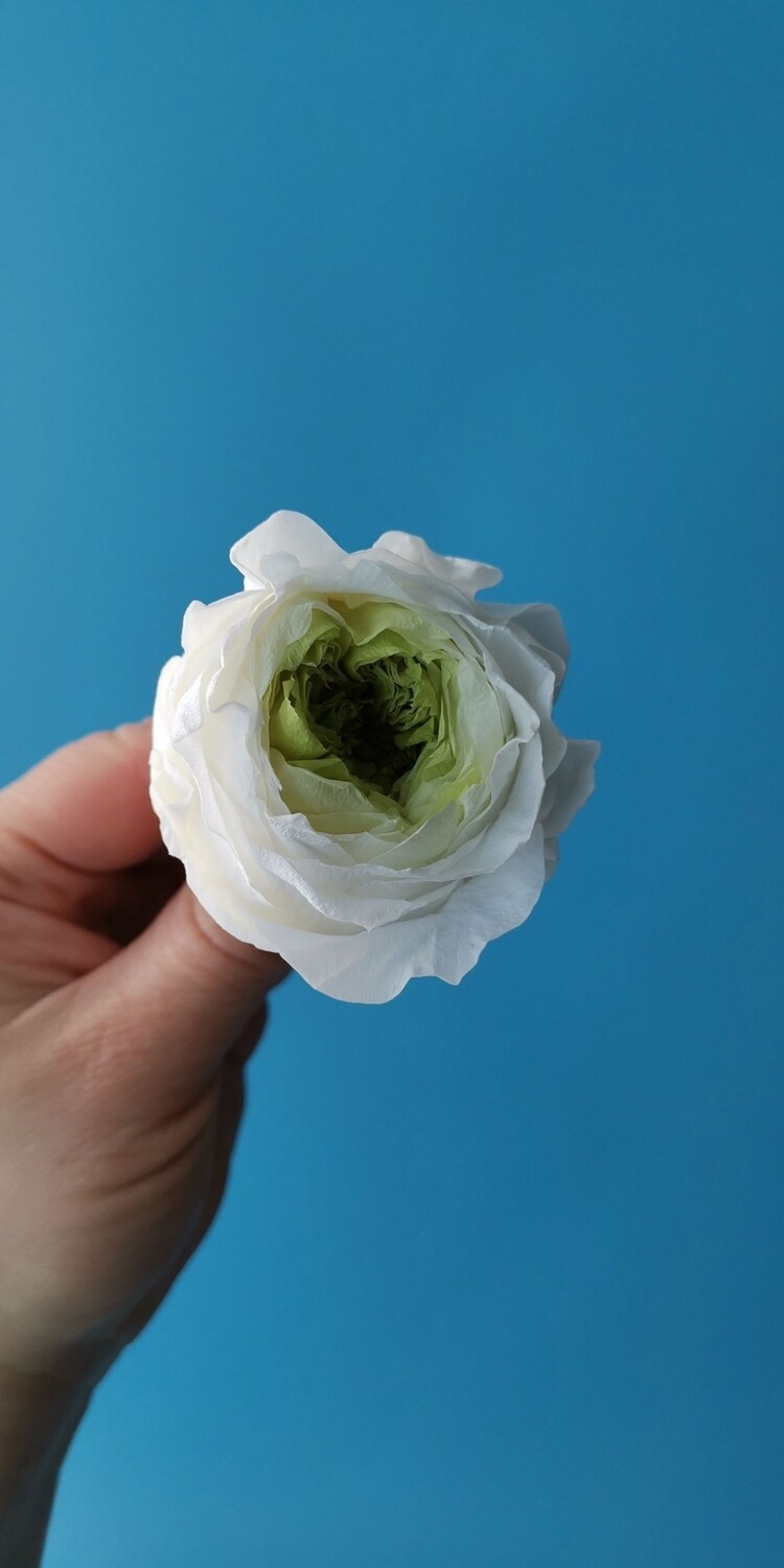 Роза белая с зелёной серединой 5см пионовидная стабилизированная