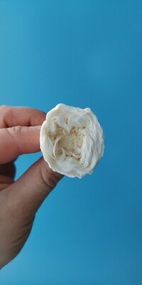 Роза белая (крем) 2,5-3см пионовидная стабилизированная