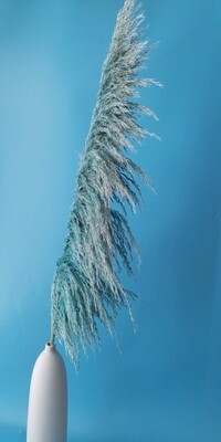 Cortaderia blue