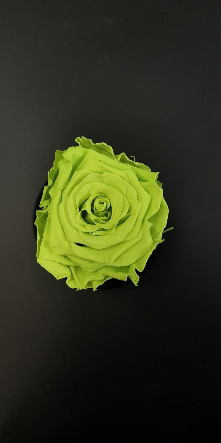 Роза зелёная светлая 6,5-7см стабилизированная green mela